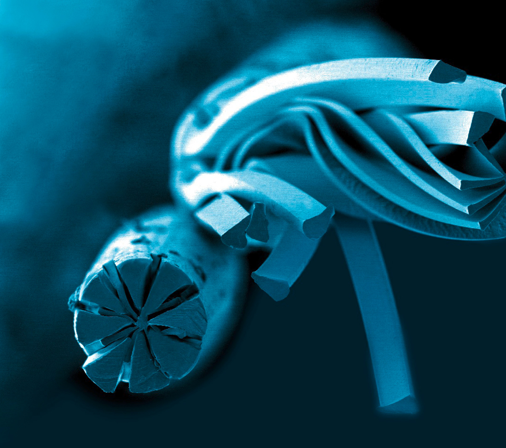 evolon free content sustainability