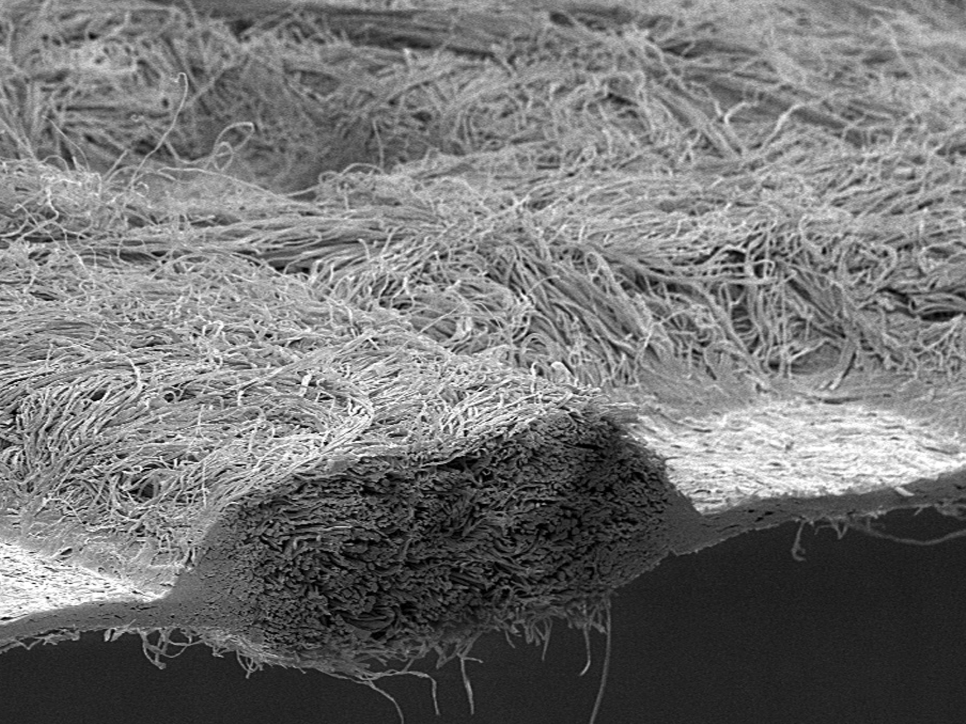 calendering microscope